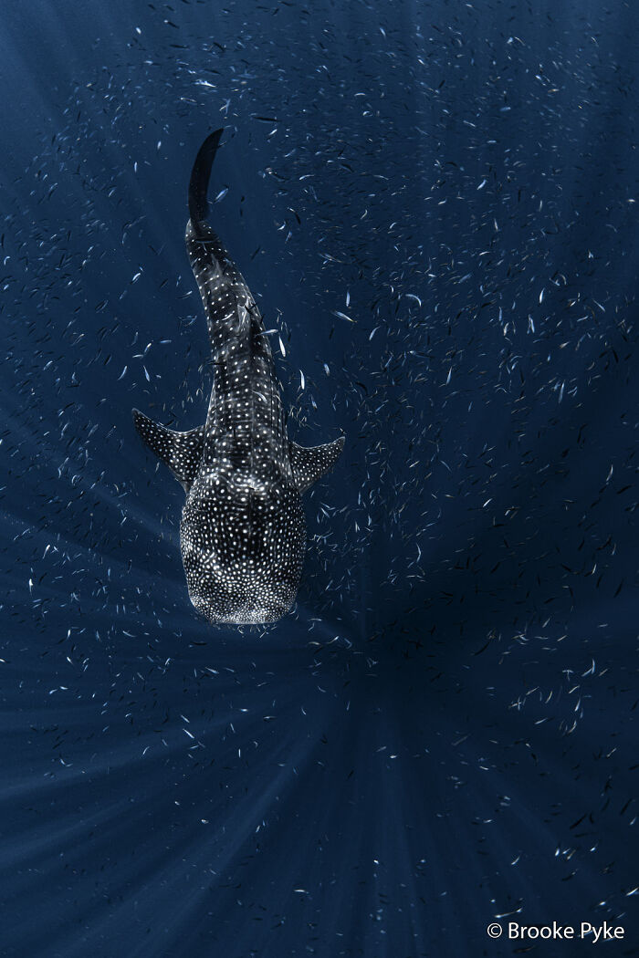 A large whale shark swims surrounded by a school of small fish, an entry for the Au Photo Contest.