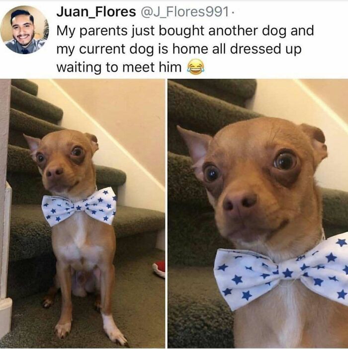 A soulful post showing a small dog in a bow tie, waiting to meet a new dog, offering soul-healing.