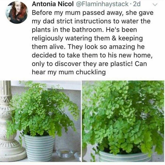 A person describes their dad religiously watering plastic plants given by their deceased mother, a soul-healing story.