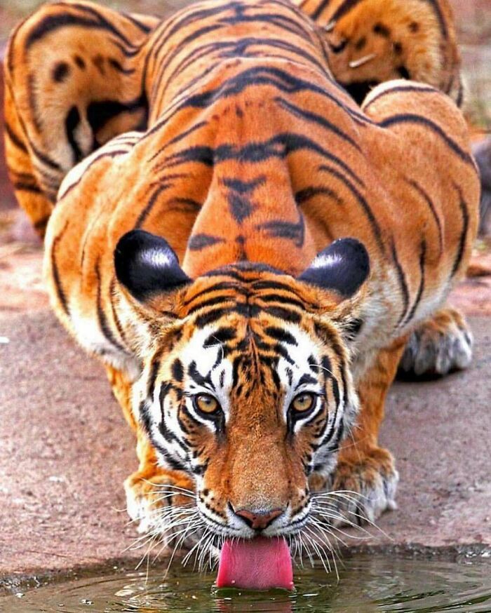 Stunning Shot By @mihirwildmahajan