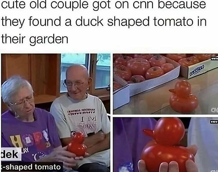 Soul-healing post: An old couple proudly displaying a unique duck-shaped tomato from their garden, a delightful discovery.