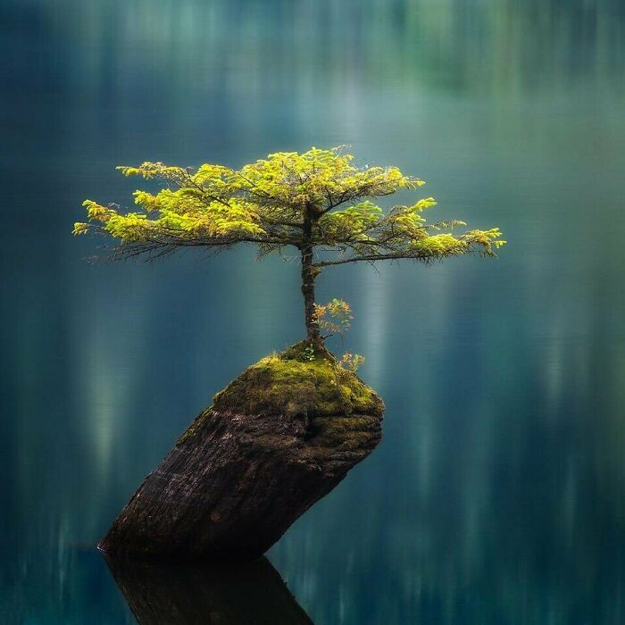 Tiny Fir Tree Rising Out Of An Old Sunken Log