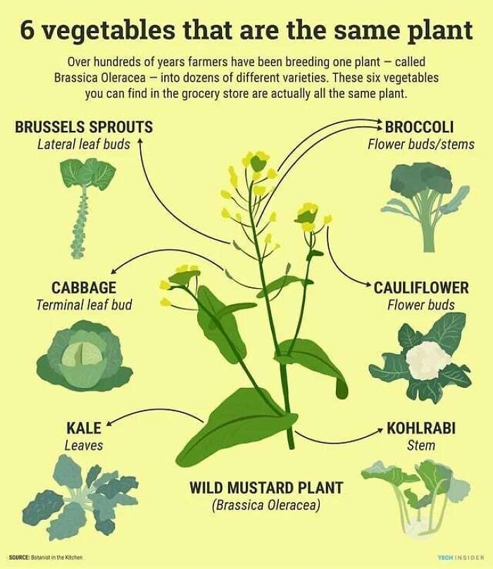 An infographic illustrating six vegetables that are the same plant (Brassica Oleracea), to help decide faster.