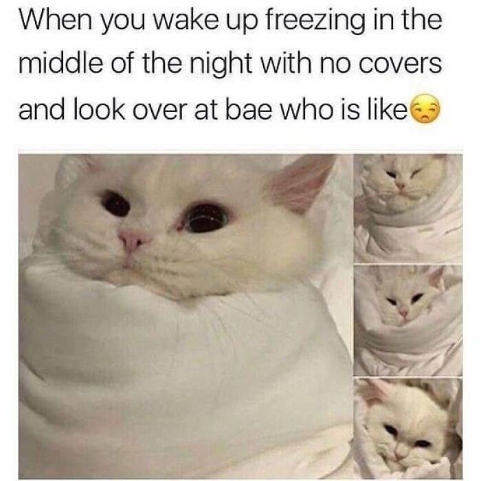 Funny meme of a cold person and annoyed partner represented by a wrapped cat