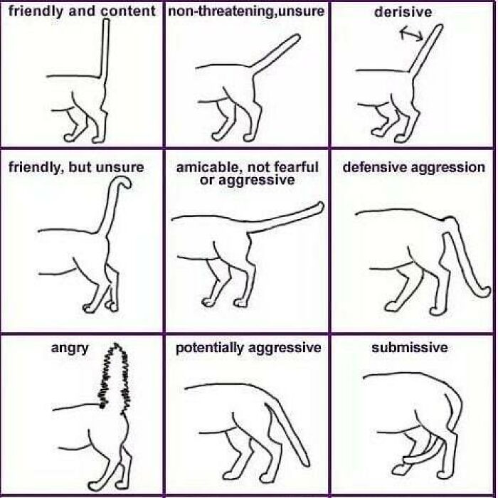 A chart of cat tail positions to decide faster, explaining feline emotions like friendly, angry, and submissive.