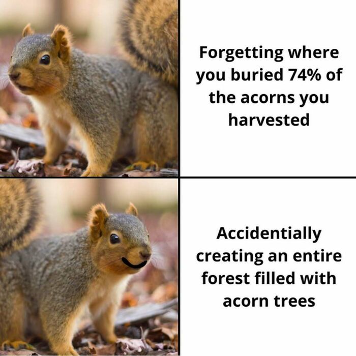 Funny silly meme about squirrels forgetting and growing acorn trees