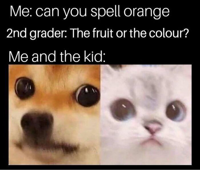 Funny silly memes with dog and cat faces reacting to spelling orange joke