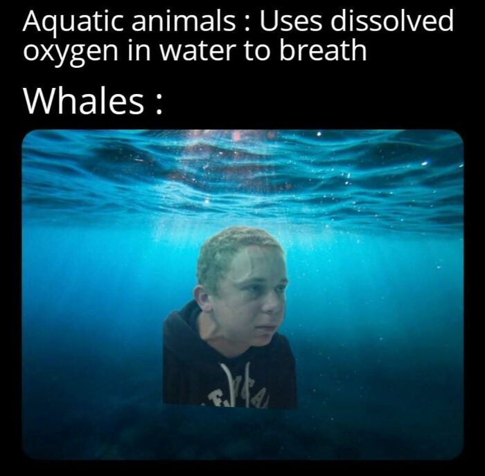 Funny silly meme about whales breathing air instead of dissolved oxygen underwater