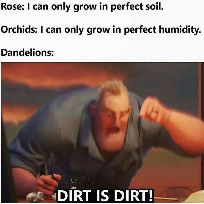Humorous meme comparing flowers growth conditions with dirt