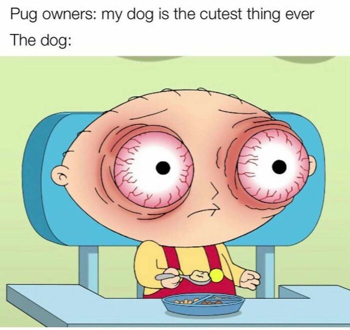 Silly meme about pug owners and dog with bloodshot eyes