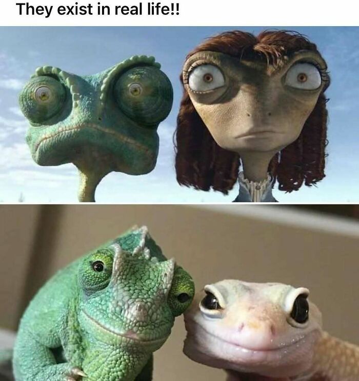 Funny silly memes featuring chameleons resembling animated characters in real life