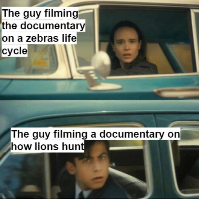 Funny silly meme comparing wildlife documentary reactions to zebras and lions