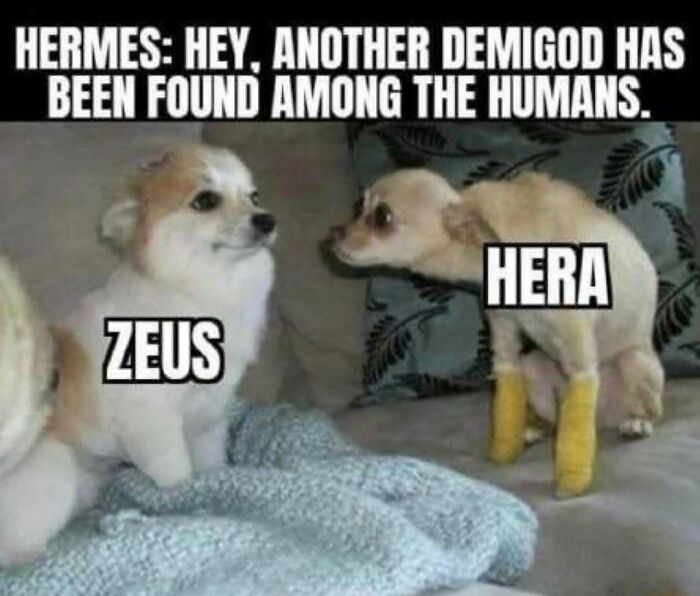 Funny silly meme with dogs labeled as Greek gods Zeus and Hera