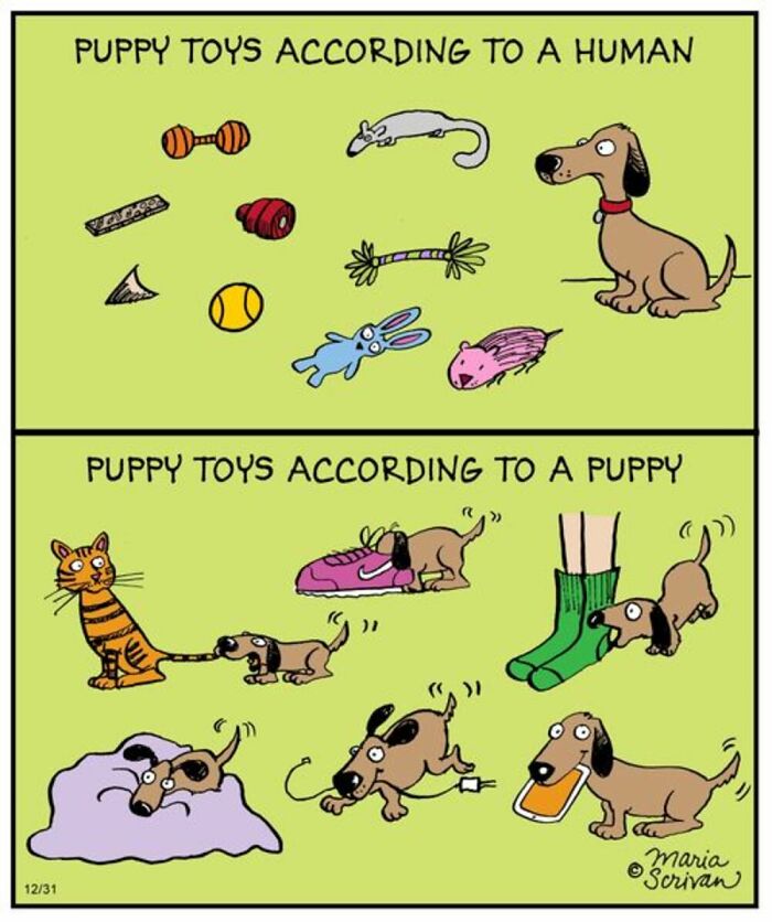 A Maria Scrivan comic contrasting puppy toys according to humans versus what a dog actually plays with.