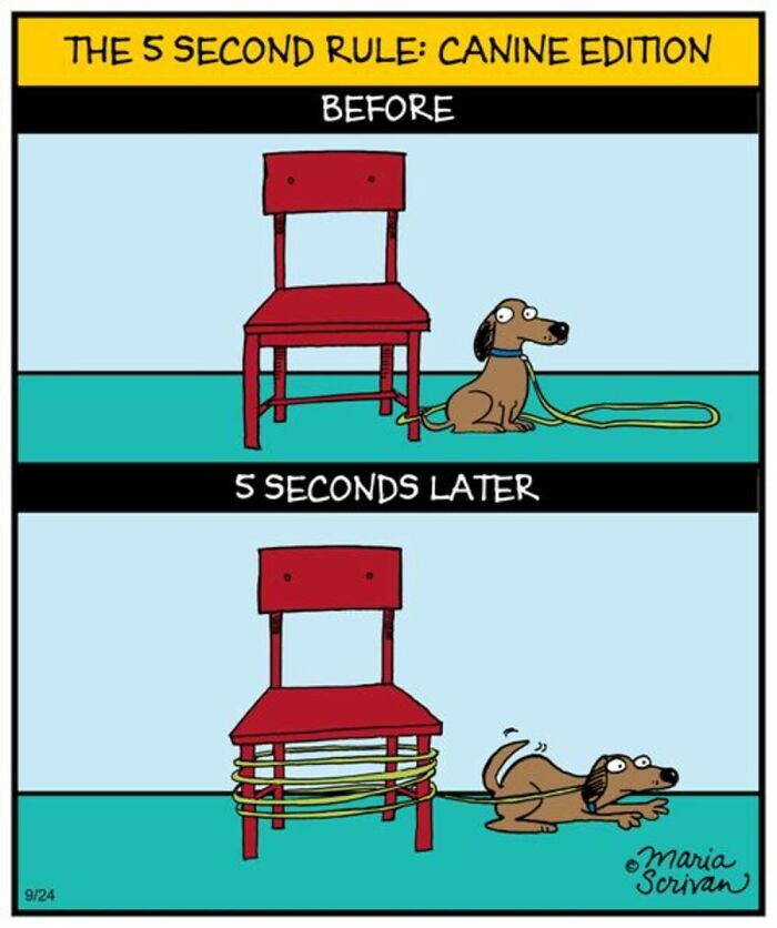 A comic by Maria Scrivan showing a dog getting its leash tangled around a chair in 5 seconds.