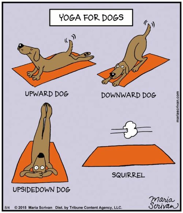 Maria Scrivan comic illustrating Yoga for Dogs, showing various poses like Upward Dog, Downward Dog, Upsidedown Dog, and Squirrel.