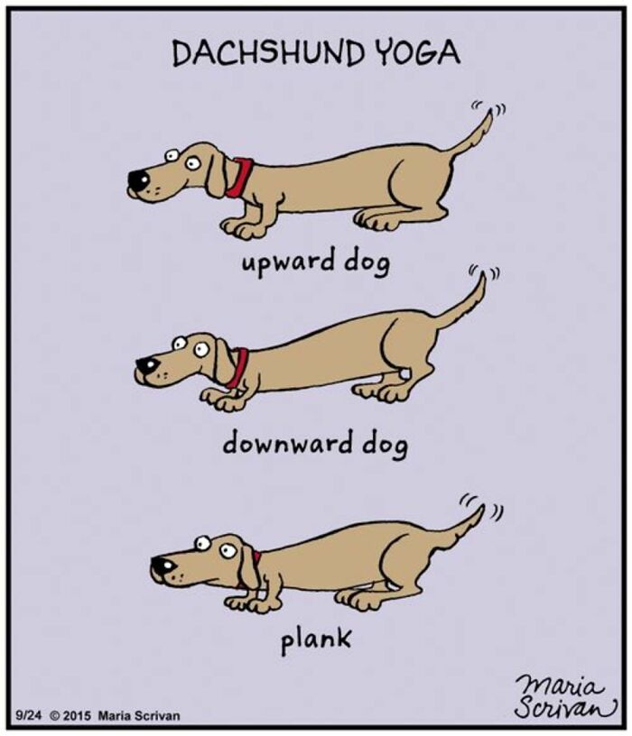 A comic by Maria Scrivan showing a dachshund demonstrating various yoga poses like upward dog, downward dog, and plank. This dog comic is familiar to dog owners.