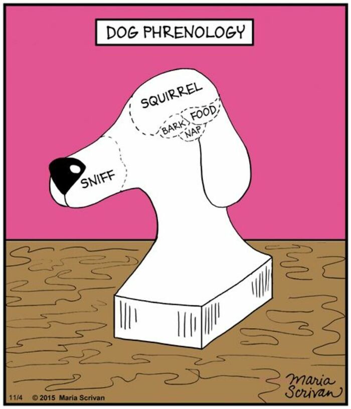 A diagram titled If You Have A Dog: Dog Phrenology, illustrating areas of a dog's brain labeled Sniff, Squirrel, Barks, Food, and Nap.