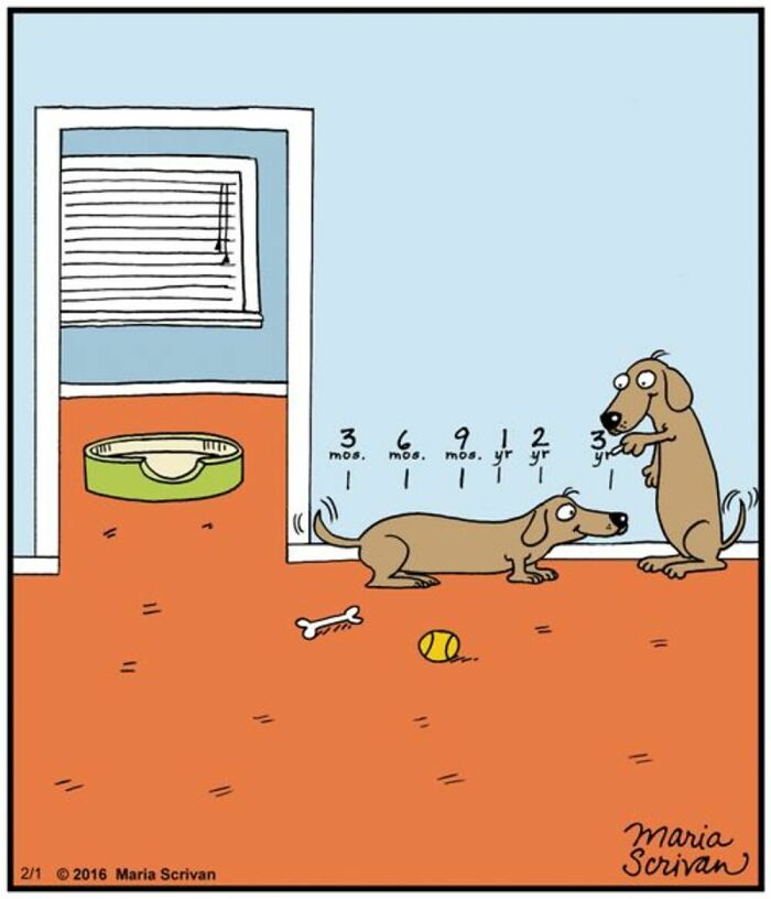 A cartoon depicting a growth chart with a dog lying down next to a standing dog. If You Have A Dog, this shows a dog's typical growth stages.