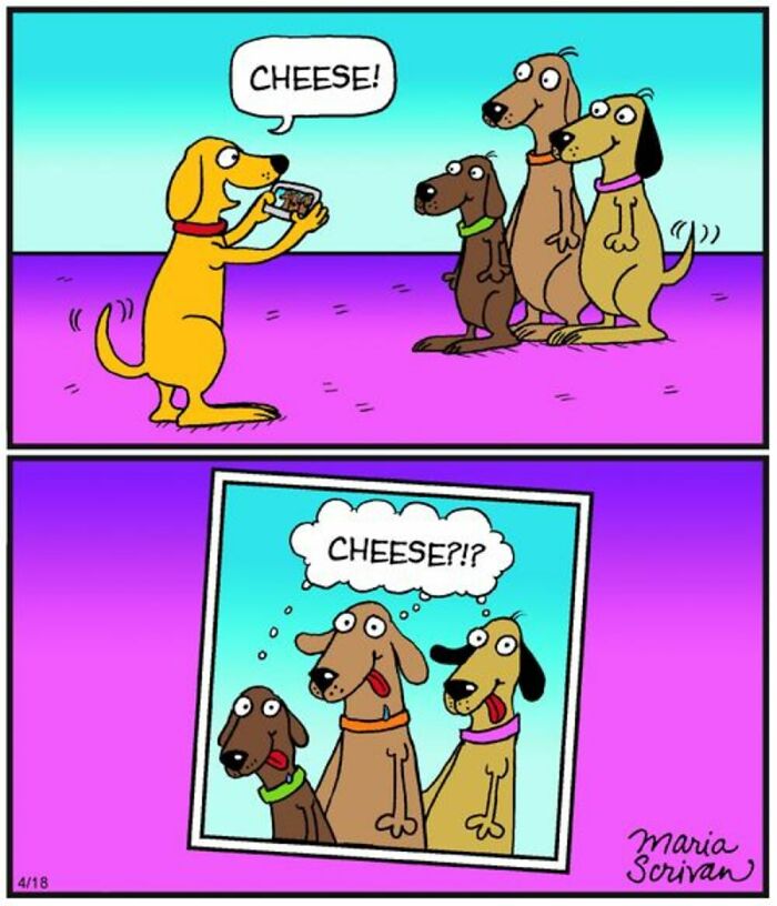 One dog takes a photo of three other dogs, exclaiming If You Have A Dog: Cheese! The bottom panel shows the photo with the dogs asking, Cheese?!?