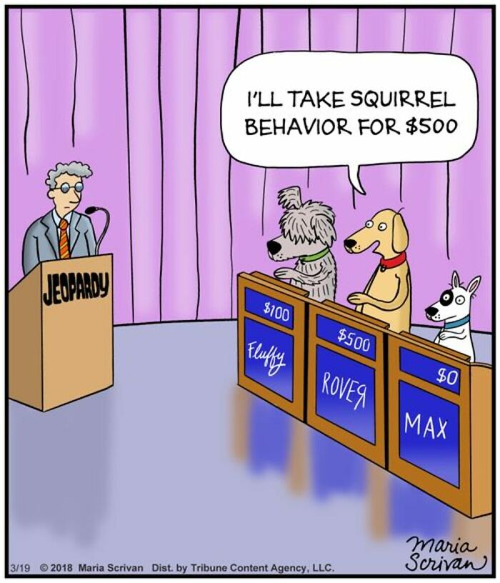 A comic by Maria Scrivan showing dogs on Jeopardy, with one dog selecting Squirrel Behavior, familiar if you have a dog.