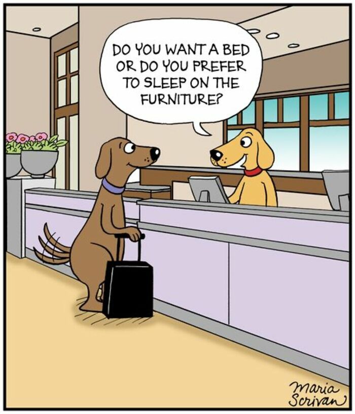 A comic by Maria Scrivan of a dog checking into a hotel, being asked about bed preference, illustrating a familiar dog situation.