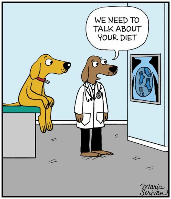 A comic by Maria Scrivan depicting a dog doctor discussing diet with another dog, a familiar dog scenario.
