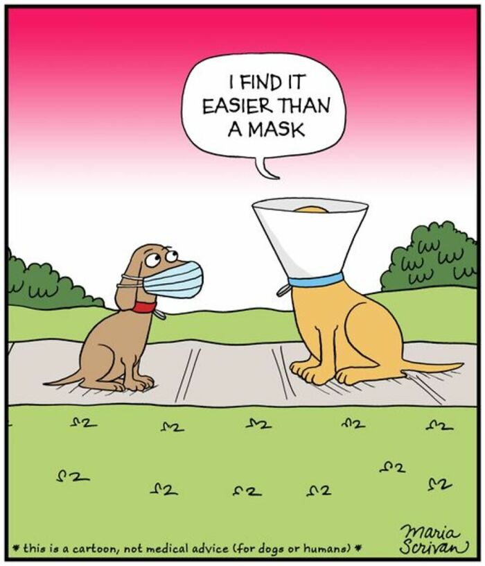 Maria Scrivan comic: One dog wears a cone, while another dog wears a face mask, comparing their pandemic accessories.