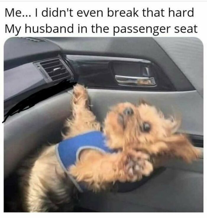 Husband meme with dog reacting to car brakes in passenger seat