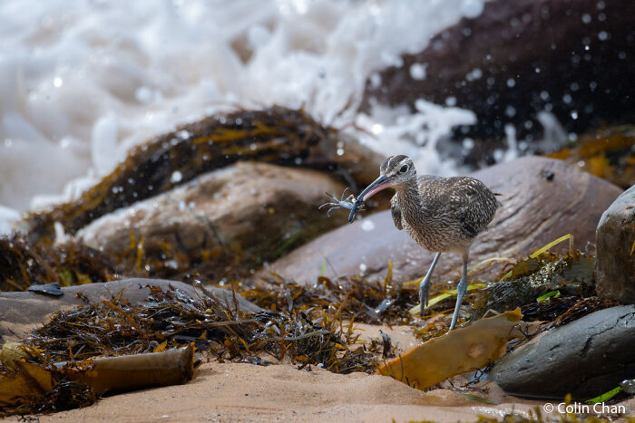 A shorebird with a crab in its beak on a sandy beach, with waves crashing in the background, from an Au Photo Contest.