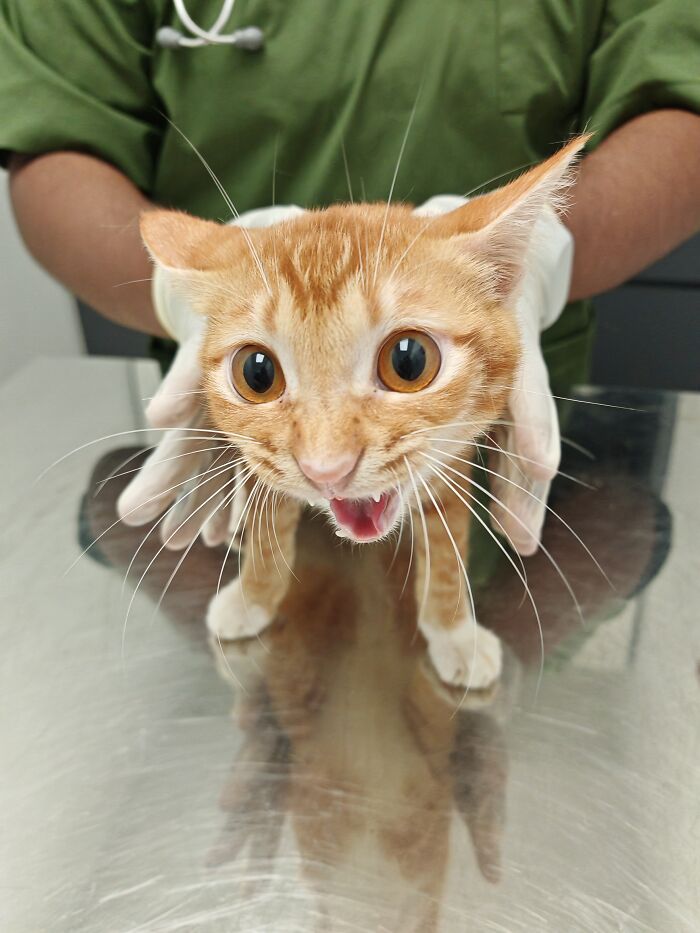 An orange street cat held by a professional from an organization using local action and clever technology.
