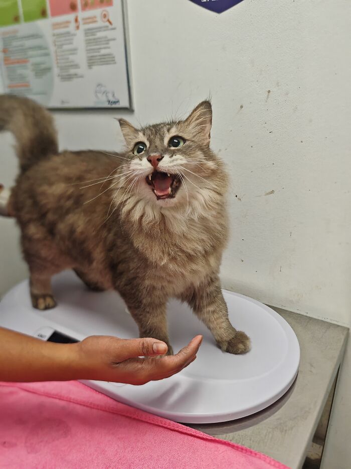 A long-haired street cat meowing loudly on a scale during a veterinary visit, showing local action.