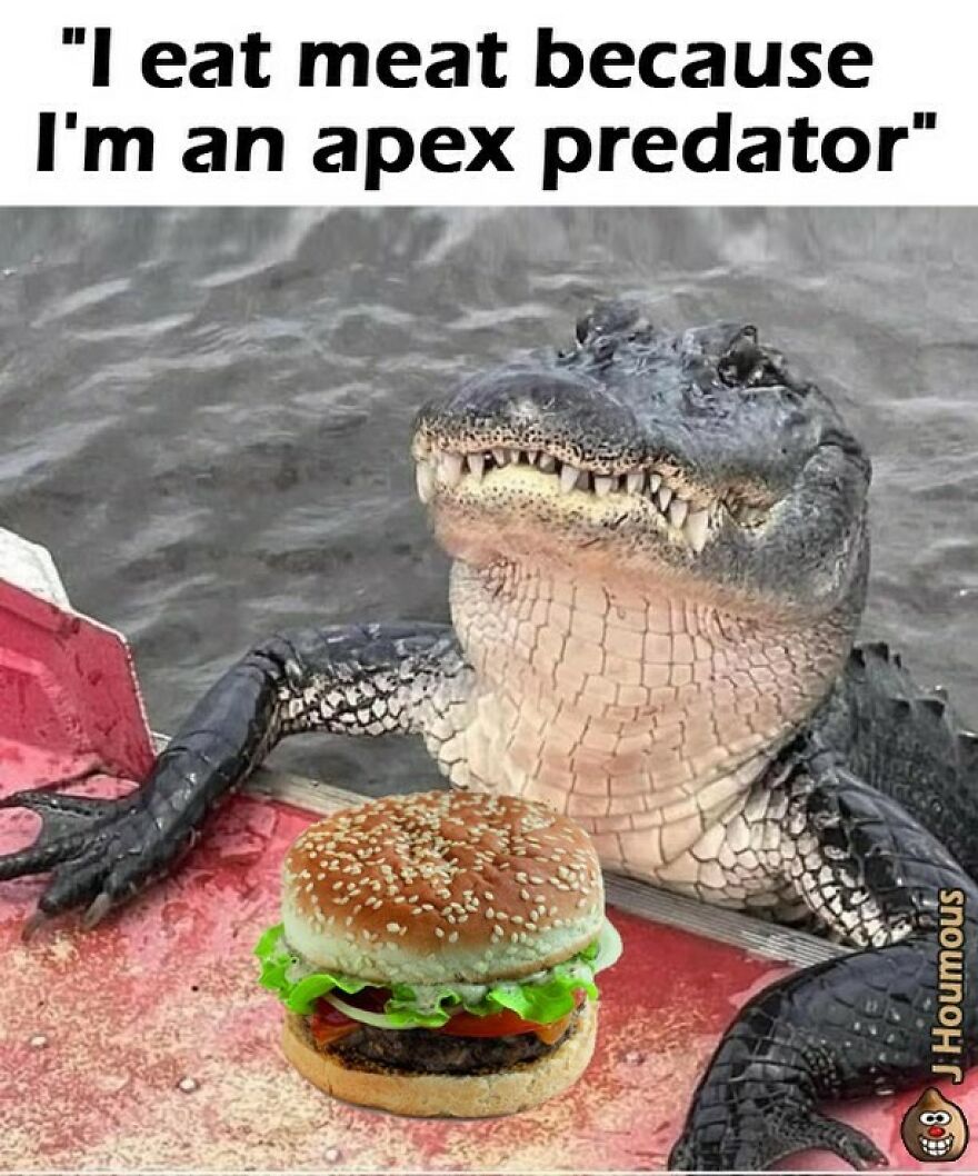 Alligator with burger caption about eating meat as apex predator