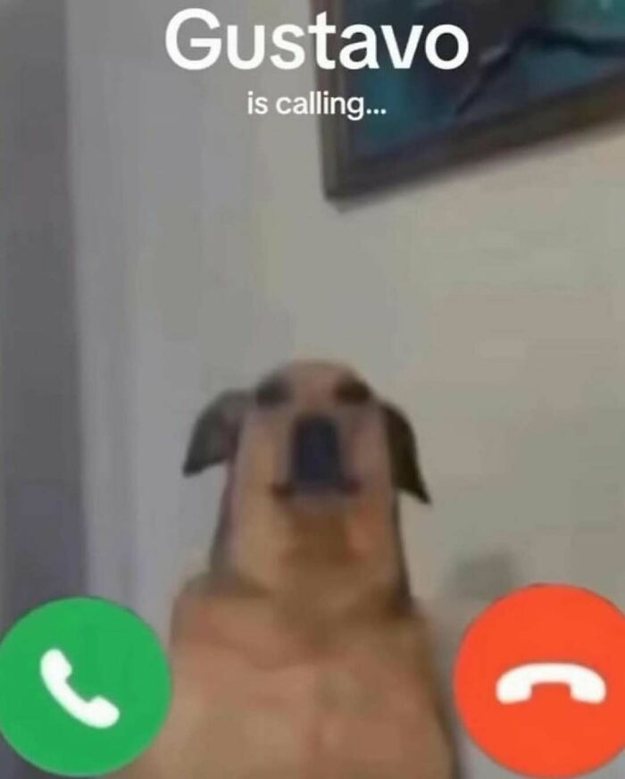 Dog facescreen showing an incoming call from Gustavo meme random sense of humor