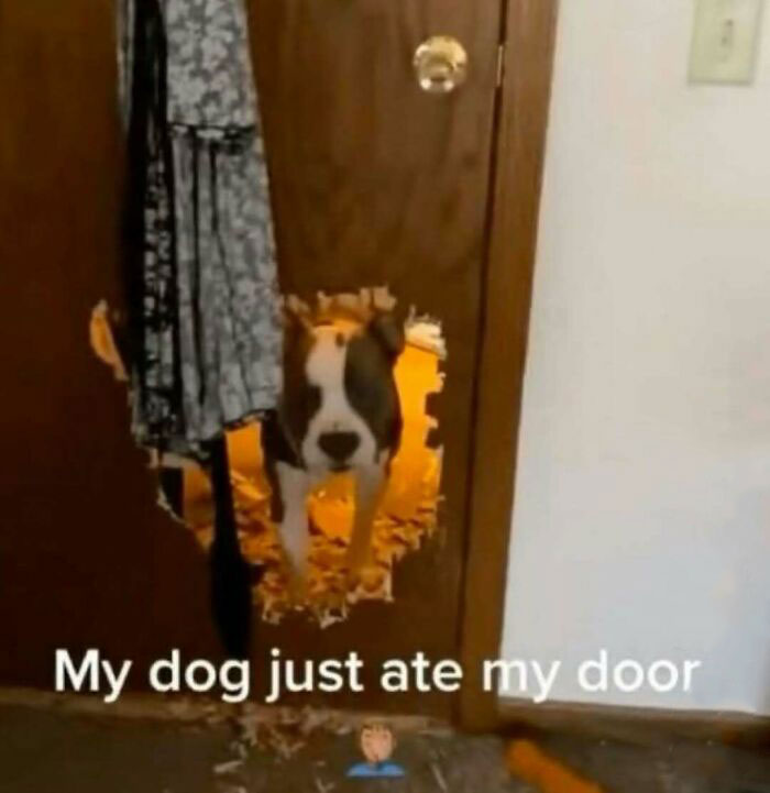Dog peeking through hole chewed in wooden door with door damage