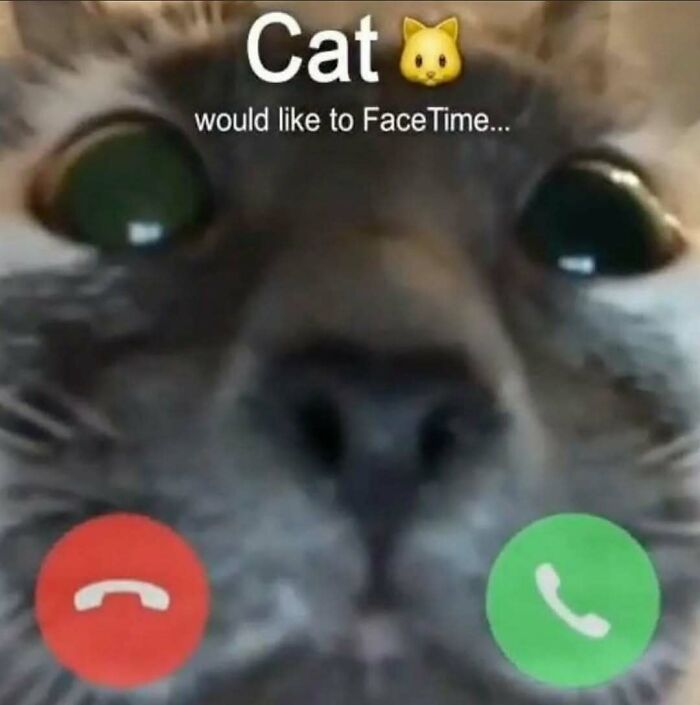 Close up of cat face with incoming FaceTime call notification