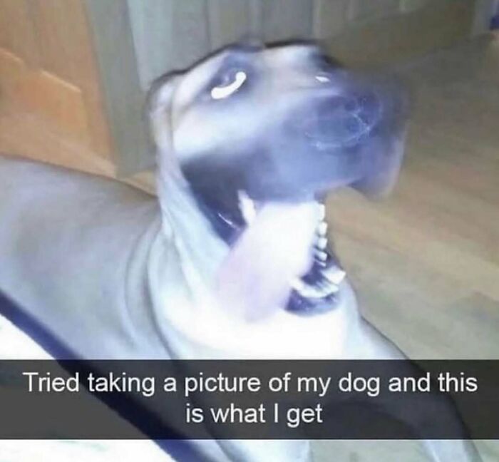 Blurry photo of dog with tongue out capturing funny pet moment