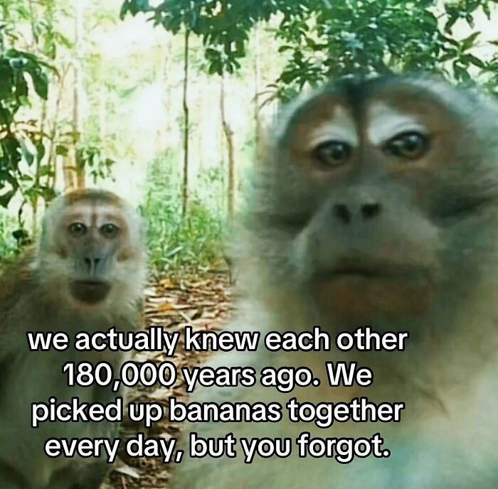 Joke about evolution and monkeys picking bananas on humor page