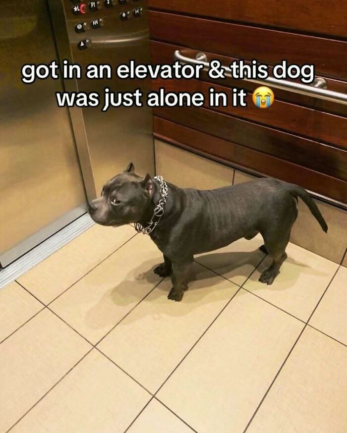 Dog alone inside elevator with random sense of humor meme