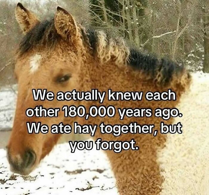 Funny horse meme about knowing each other and eating hay 180000 years ago