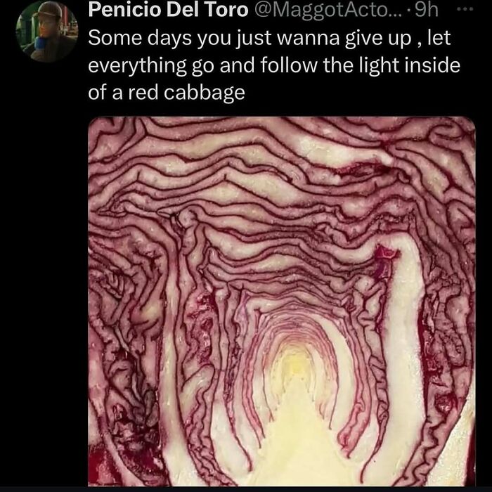 Cheerfully pessimistic meme about giving up and following the light inside a red cabbage close up
