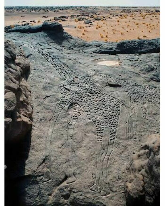 Rock carving of giraffes in a desert setting historic petroglyph