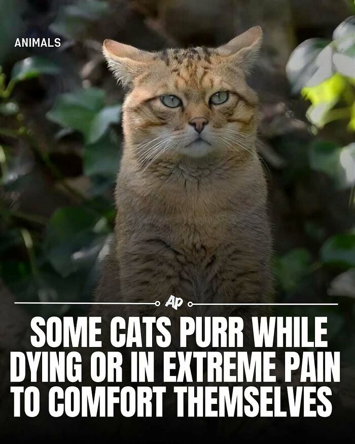 Cat purrs in extreme pain or dying to comfort itself animal fact
