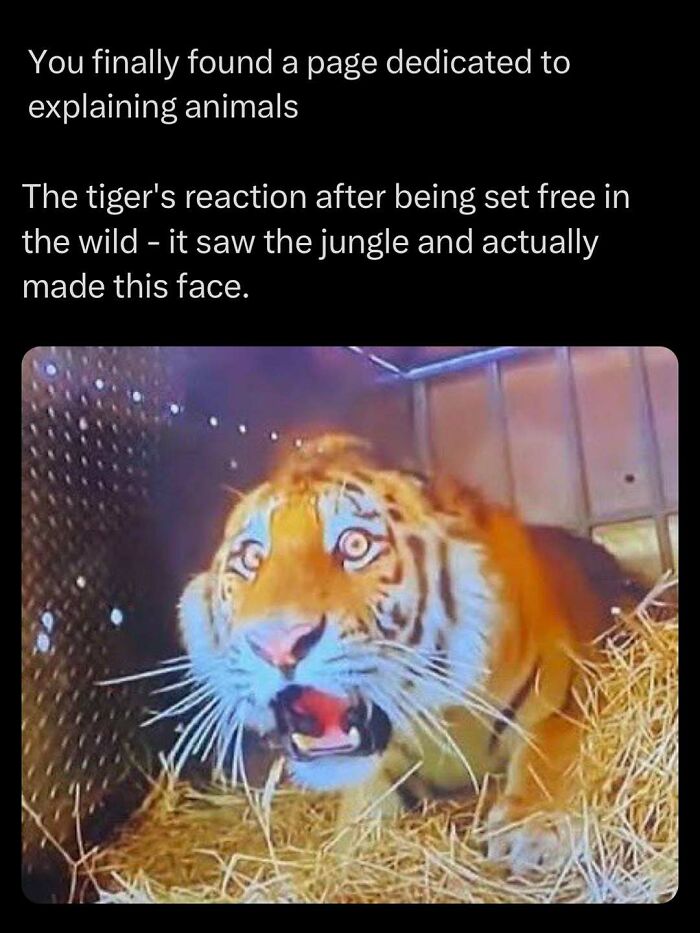 Tiger's surprised reaction upon release into wild jungle captures authentic animal emotion