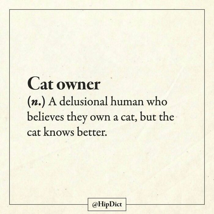 Cat owner defined as delusional human believing they own a cat, Instagram definition.