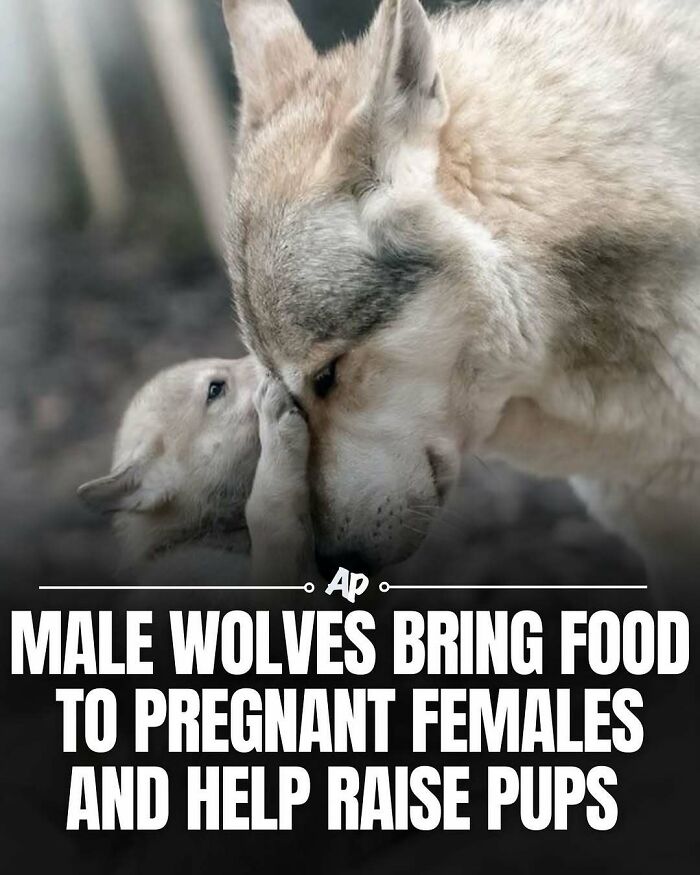 Male wolves bring food to pregnant females and help raise pups in wolf families