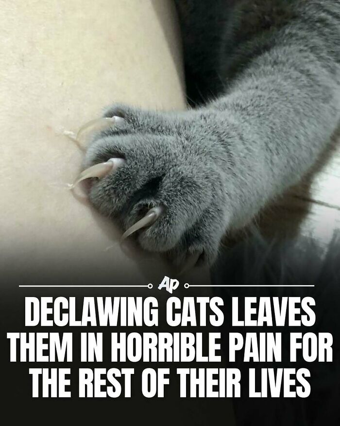 Declawing cats causes lifelong pain affecting their health animal fact