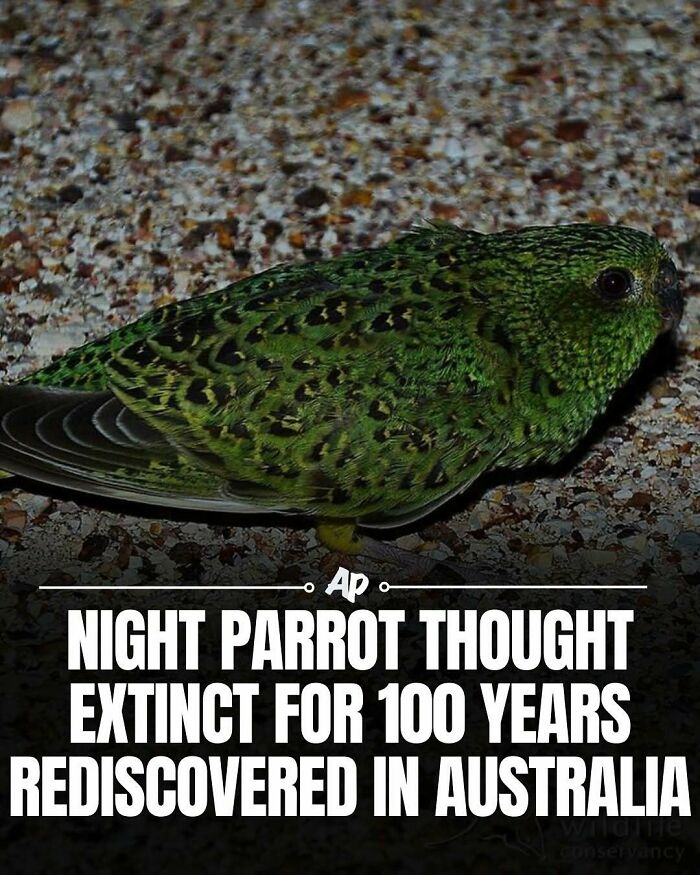 Night parrot rediscovered in Australia after 100 years thought extinct