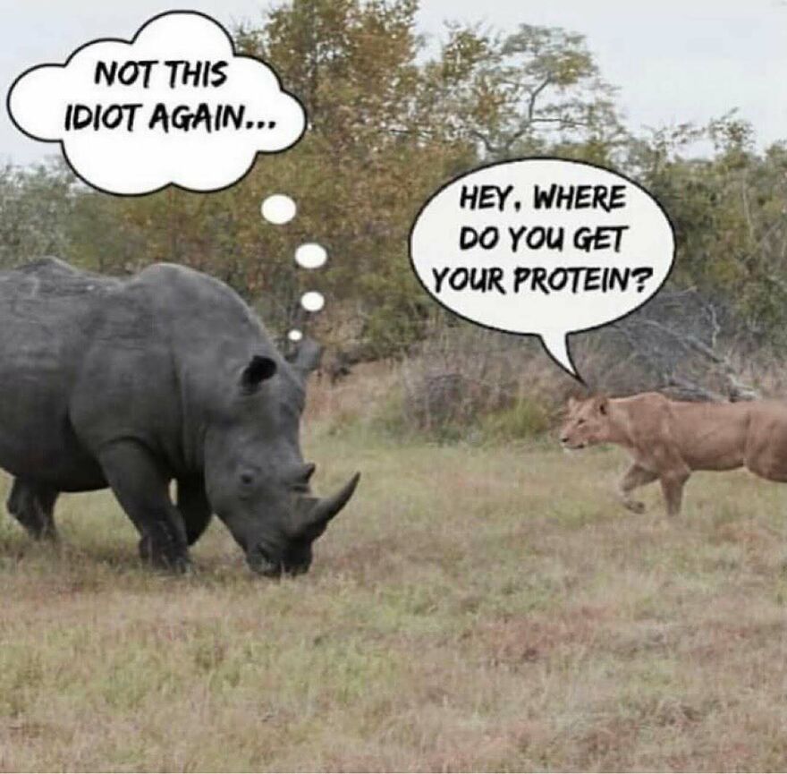 Rhino annoyed at lion asking where it gets protein vegan meme