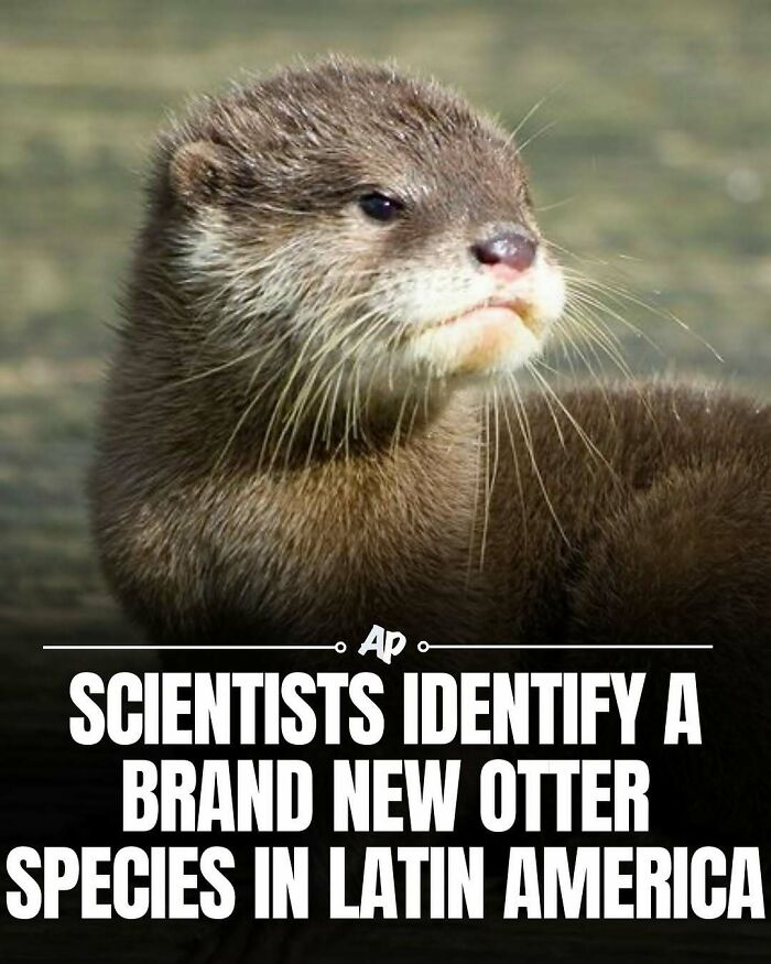 Scientists identify new otter species discovered in Latin America